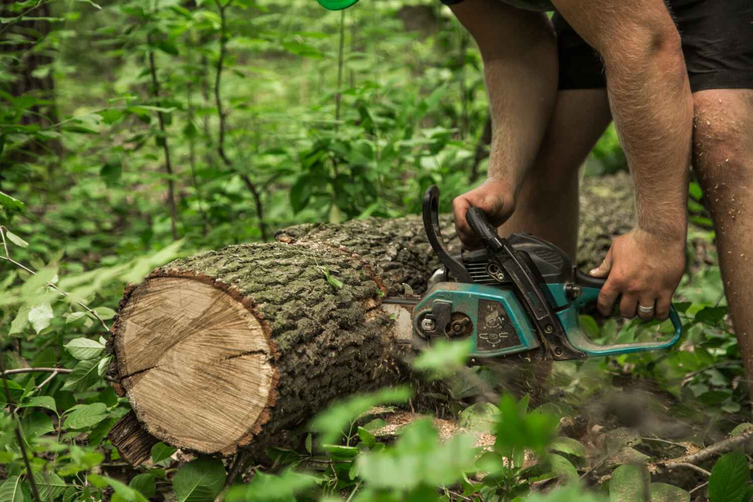 The Steps Involved in Our Tree Care Process in Tarpon Springs, FL